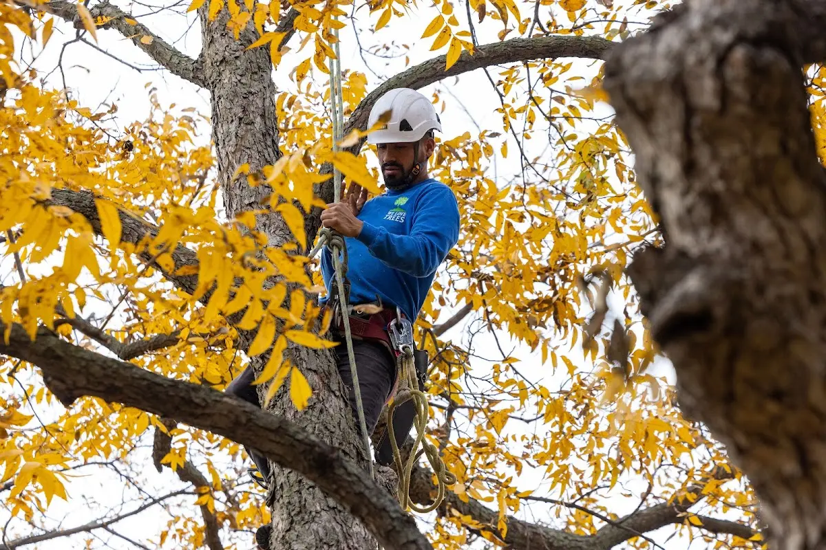 Skilled Tree Planing crew working in Zebulon